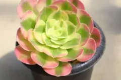 25#観葉植物アエオニウム 錦❤️ グリーンメデューサセッカ❤️9cm 拔き苗 77#観葉植物アエオニウム 錦❤️ グリーンメデューサセッカ❤️10cm 拔