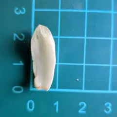 白蛇伝　葉っぱ１枚　葉挿し用　⑤　おまけ写真5のサムネイル
