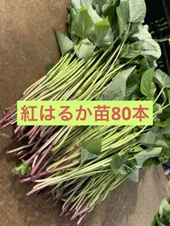 【物価高応援価格】茨城県産☆紅はるか苗 500本 4月中旬発送分 訳あり】 紅はるか 約10kg 【2026年9月より順次発送】｜紅はるか 無
