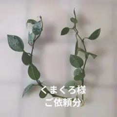 ホヤ　クローニアナ　シルバー　苗　多肉植物　フイリ　山野草　② 観葉植物】 斑入りホヤ・クローニアナ 『シルバー』 | すべての