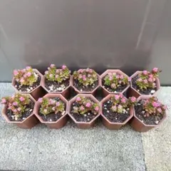 みかん様 リクエスト 3点 まとめ商品