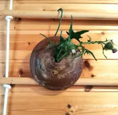 陶器製 壁掛け花瓶 フラワーベースのサムネイル