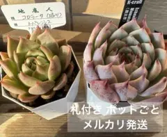 コロラータ(堀川5)自家受粉　札付きポットごとメルカリ便SSSさん苗 2026年最新】堀川コロラータの人気アイテム - メルカリ