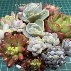 つぶつぶ多肉寄せ植え9種12苗　L