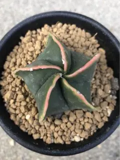 は*ん様 大疣黒牡丹 国内実生 鉢植え メルカリ便送料込み 2026年最新】サボテン 黒牡丹の人気アイテム - メルカリ