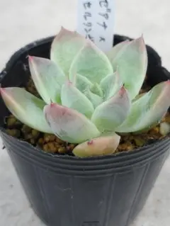 極上苗】中里リンゼアナ 多肉植物 エケベリア 自家繁殖苗 - メルカリ