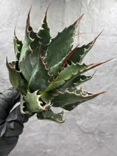 2026年最新】イラン株 アガベの人気アイテム - メルカリ