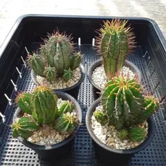 ユーフォルビア②　ホリダ　ポリゴナ　実生株4鉢セット　鉢ごとメルカリ便発送