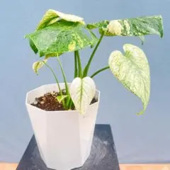 訳あり Anthurium clavigerum variegated | Mercari