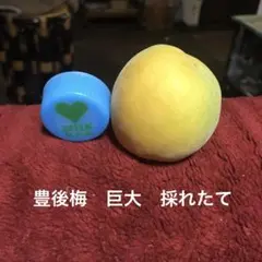 採れたて巨大豊後梅