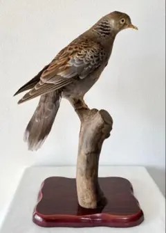白冠鳥　インテリア　剥製 白冠鳥 インテリア 剥製 - メルカリ