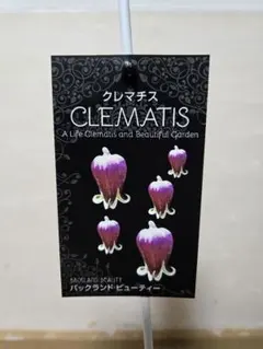 ☆クレマチス☆白菫☆4号鉢☆希少☆ - メルカリ