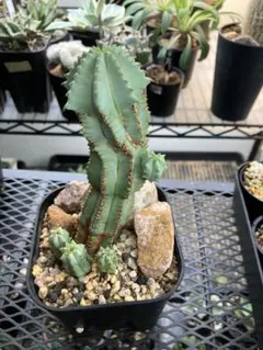 鉢のまま発送】ユーフォルビア ホリダ 群生 トリコーム スノー