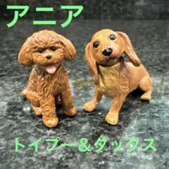 アニア わんちゃん 2匹