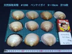 天然採取貝殻　#1390　ベンケイガイ　9〜10cm　計10枚