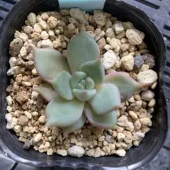 ポットごとメルカリ便❗️しゅみ様 リクエスト 3点 まとめ商品