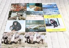 昭和レトロ　東山動物園のの動物写真カード　トラ　サイ　キリンなど　風景のハガキ