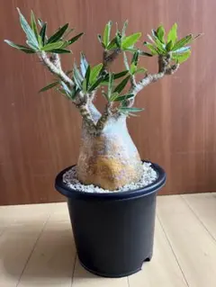 玉クバ トックリビロウ クバ ビロウヤシ ヤシ 根塊 ヤシの木 - メルカリ