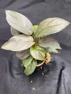 ホマロメナ sp Adei パプア産 カミハタ便 熱帯植物 Homalomena ホマロメナ リムノゲナ カミハタ便 Homalomena 熱帯植物 アロイド