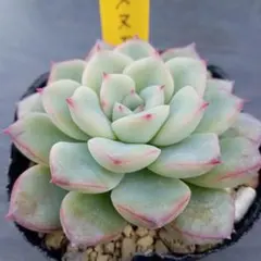 Bee様 リクエスト 6点 まとめ商品