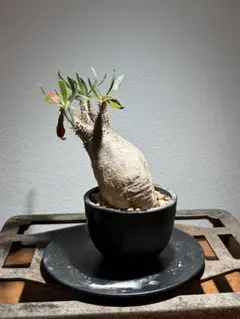 パキポディウム グラキリス 塊根植物 鉢付き
