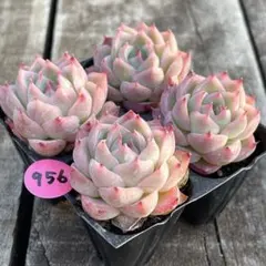 NEW❗️956多肉植物　エケベリア　ピンククリスタル　抜き苗　4苗セット❣️