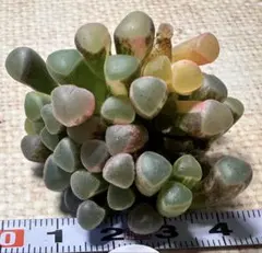 m77 新入荷　五十鈴錦　多肉植物　ハオルチア 1株撮影4月2日