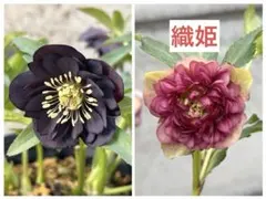 24番⑤ クリスマスローズ種 3粒 - メルカリ