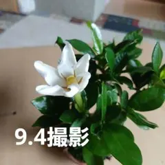 クチナシ 細葉 盆栽 懸崖 7cm - メルカリ