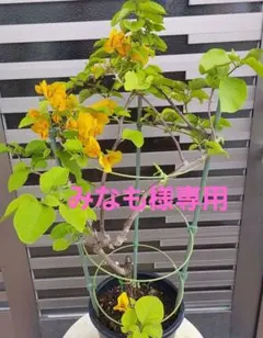 ブーゲンビリア3点セット‼️No.320 らくらくメルカリ便発送‼️ - メルカリ