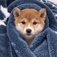 【1068】柴犬 豆柴 ステッカーシール・缶バッジ・キーホルダー