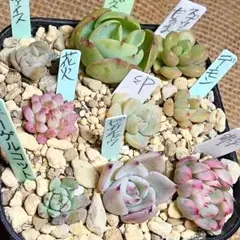 2025年最新】ミックスベリアの人気アイテム - メルカリ