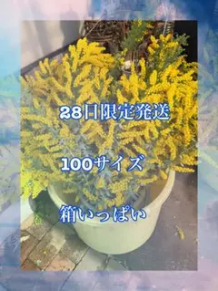 2026年最新】ミモザアカシアの人気アイテム - メルカリ