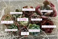 多肉植物　カット苗セット　多肉弁当　寄せ植え