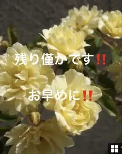 ①モッコウバラ　挿木1本　発根済のサムネイル