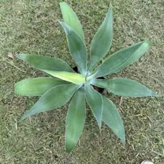 2025年最新】アガベ アテナータの人気アイテム - メルカリ