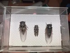 2025年最新】昆虫標本の人気アイテム - メルカリ