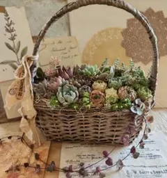 多肉植物寄せ植え　そのまま飾れる　シャビーシックなバスケット♡のサムネイル