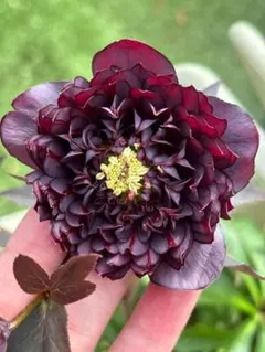 2025年最新】クリスマスローズ クレオパトラの人気アイテム - メルカリ