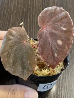 原種ベゴニア Begonia U062 ポットごと 発根済み 新芽展開中 - メルカリ