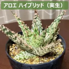 アロエハイブリッド 実生 - メルカリ