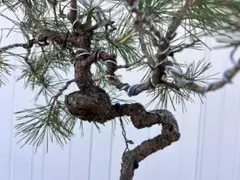 2026年最新】赤松山採りの人気アイテム - メルカリ