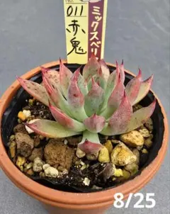 ❤️専用出品❤️おらいさん苗　ミックスベリア　　　❤️赤鬼❤️発根開始♪　札なし 2025年最新】おらいさん苗 赤鬼の人気アイテム - メルカリ