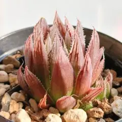 ハオルチア クーペリー錦⭐️ピンクゴールド⭐️ 透明度超高　極上美苗　美品　発根済 2025年最新】ハオルチア・クーペリーの人気アイテム - メルカリ