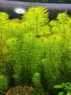 郵送 ○ホシクサ ケヤリソウ水中葉1本 水草 ADA 水槽 - メルカリ