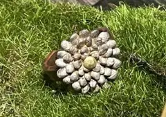 作家物　植物　リングのサムネイル