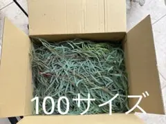 2026年最新】ユーカリ の人気アイテム - メルカリ