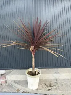 ドラセナ ドラコ 大株 幹立ち 樹形良好 Dragon Tree ドラゴンツリー