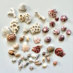 天然シェルと珊瑚のセット