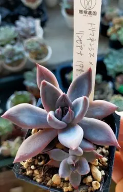 2025年最新】中里リンゼアナ 札の人気アイテム - メルカリ